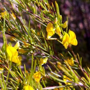 Rooibos - planta medicinal africana