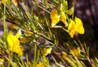 Rooibos - planta medicinal africana