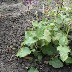Salvia China - planta medicinal