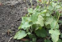 Salvia China - planta medicinal
