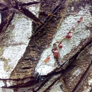Savia roja de Sangre de Grado, Croton lechleri, resina cicatrizante amazonica
