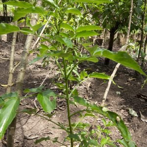 Sauco - planta medicinal
