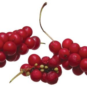 Bayas de Schisandra chinensis, fruta de los cinco sabores, hepatoprotectora
