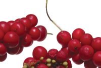 Bayas de Schisandra chinensis, fruta de los cinco sabores, hepatoprotectora