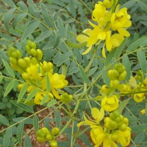 Sen de Alejandría - planta medicinal africana