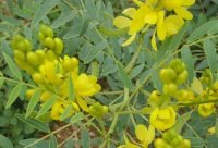 Sen de Alejandría - planta medicinal africana