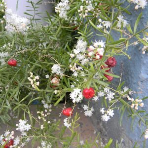 Shatavari, Asparagus racemosus, planta ayurvedica reguladora hormonal