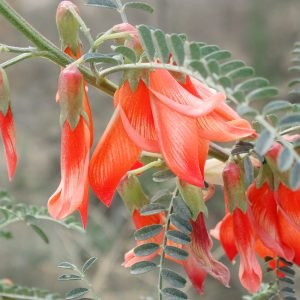 Sutherlandia - planta medicinal africana