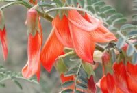 Sutherlandia - planta medicinal africana