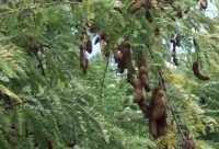 Tamarindo - planta medicinal africana