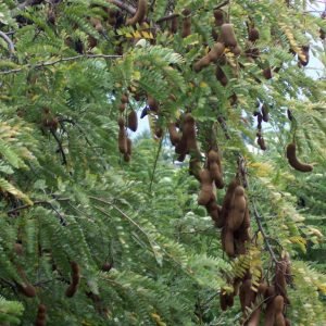 Tamarindo - planta medicinal africana