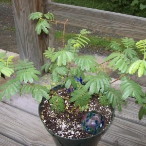 Tepezcohuite - planta medicinal