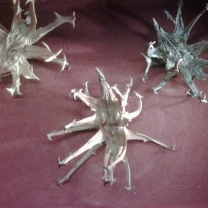 Tintura de Garra del Diablo para dolores articulares