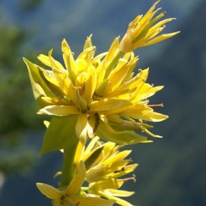 Tintura de Genciana aperitiva