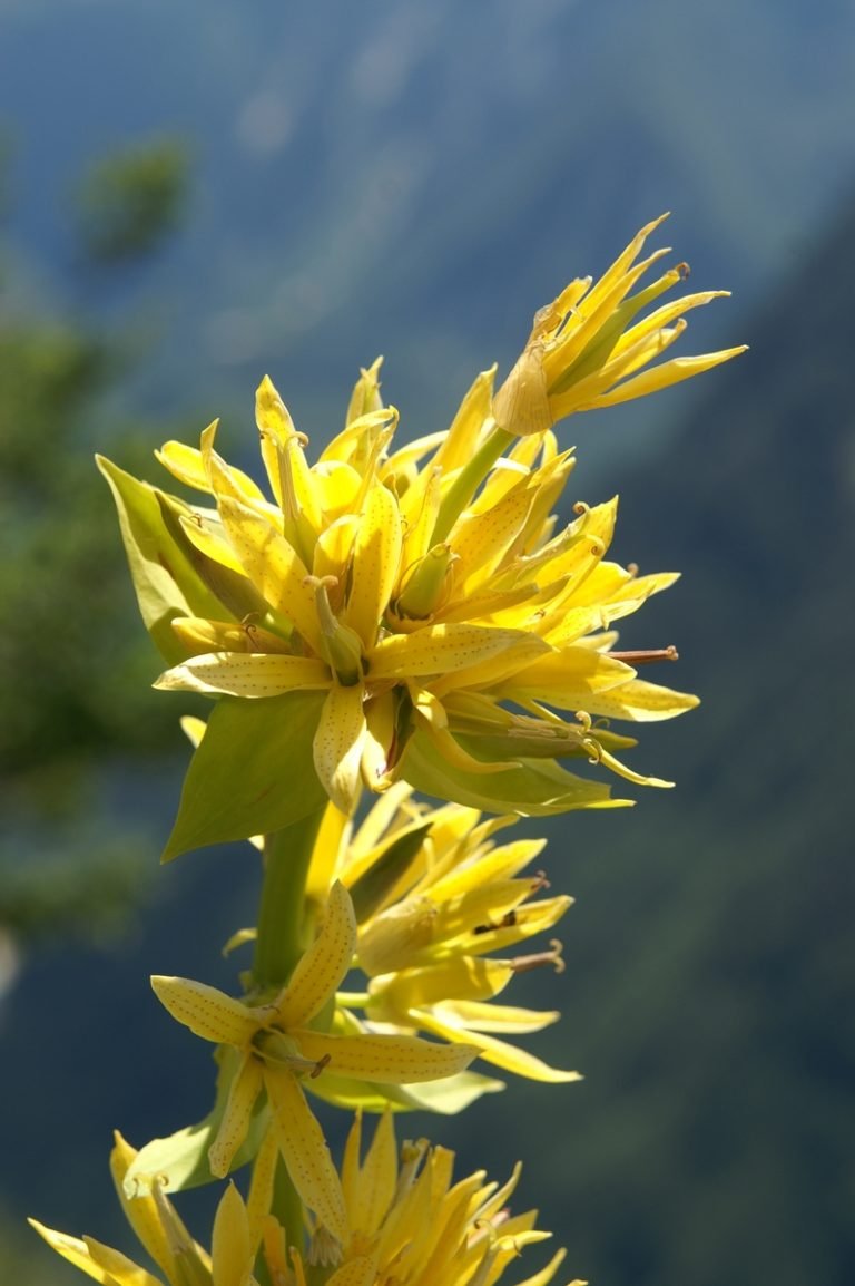 Tintura de Genciana aperitiva