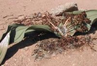 Welwitschia, la planta que vive más de 1.000 años con solo dos hojas