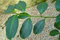 Hojas de yerba mate, Ilex paraguariensis, planta energizante de Sudamerica
