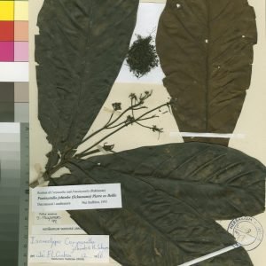 Yohimbe - planta medicinal africana