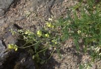 Planta de Astrágalo (Astragalus membranaceus) en su habitat natural