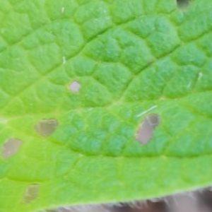 Hojas de consuelda frescas usadas para preparar la cataplasma