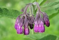 Consuelda (Symphytum officinale), planta europea vulneraria y cicatrizante