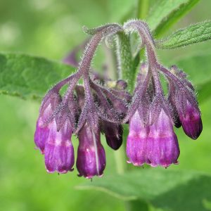Consuelda (Symphytum officinale), planta europea vulneraria y cicatrizante
