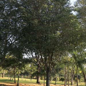 Copaiba (Copaifera officinalis), árbol amazónico de propiedades cicatrizantes