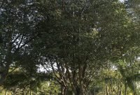 Copaiba (Copaifera officinalis), árbol amazónico de propiedades cicatrizantes