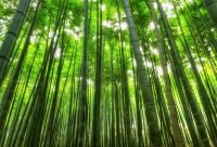 Bosque de bambu con luz solar filtrandose