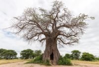 Baobab (Adansonia digitata) en la sabana africana, el arbol que almacena agua