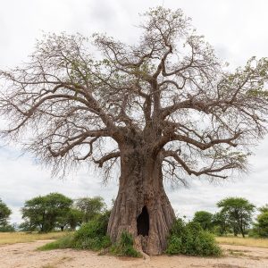 Baobab (Adansonia digitata) en la sabana africana, el arbol que almacena agua