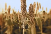 Plantas de sorgo secas en un cultivo