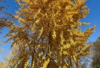 Arbol de Ginkgo biloba con hojas doradas en otono, fosil viviente de China