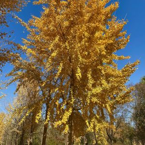 Arbol de Ginkgo biloba con hojas doradas en otono, fosil viviente de China