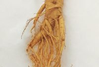Raíz de Ginseng (Panax ginseng), planta asiática adaptógena y energizante