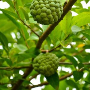 Chirimoyas verdes colgando de una rama