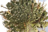 Selaginella lepidophylla, la planta de la resurreccion, reverdeciendo tras recibir agua