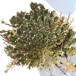 Selaginella lepidophylla, la planta de la resurreccion, reverdeciendo tras recibir agua