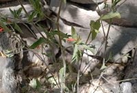 Muicle (Justicia spicigera), planta mexicana depurativa y antiinflamatoria