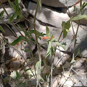 Muicle (Justicia spicigera), planta mexicana depurativa y antiinflamatoria