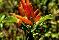 Flores de muicle (Justicia spicigera) usadas para preparar la infusion