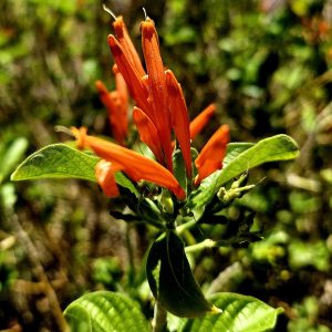 Flores de muicle (Justicia spicigera) usadas para preparar la infusion