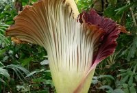 Titan arum (Amorphophallus titanum) en plena floracion, la flor cadaver de Sumatra