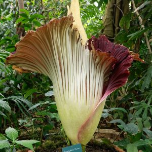 Titan arum (Amorphophallus titanum) en plena floracion, la flor cadaver de Sumatra