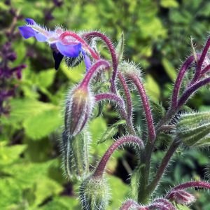 Planta medicinal Borraja (Borago officinalis)