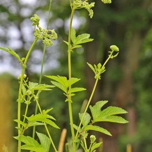 Planta medicinal Ulmaria (Filipendula ulmaria)