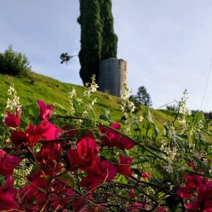 Planta medicinal Ciprés (Cupressus sempervirens)