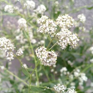 Planta medicinal Lepidio (Lepidium latifolium)