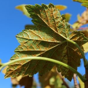 Receta de Infusión antirreumática de Grosellero Negro y Harpagofito para las articulaciones
