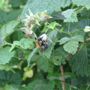Planta medicinal Hojas de Frambueso (Rubus idaeus)